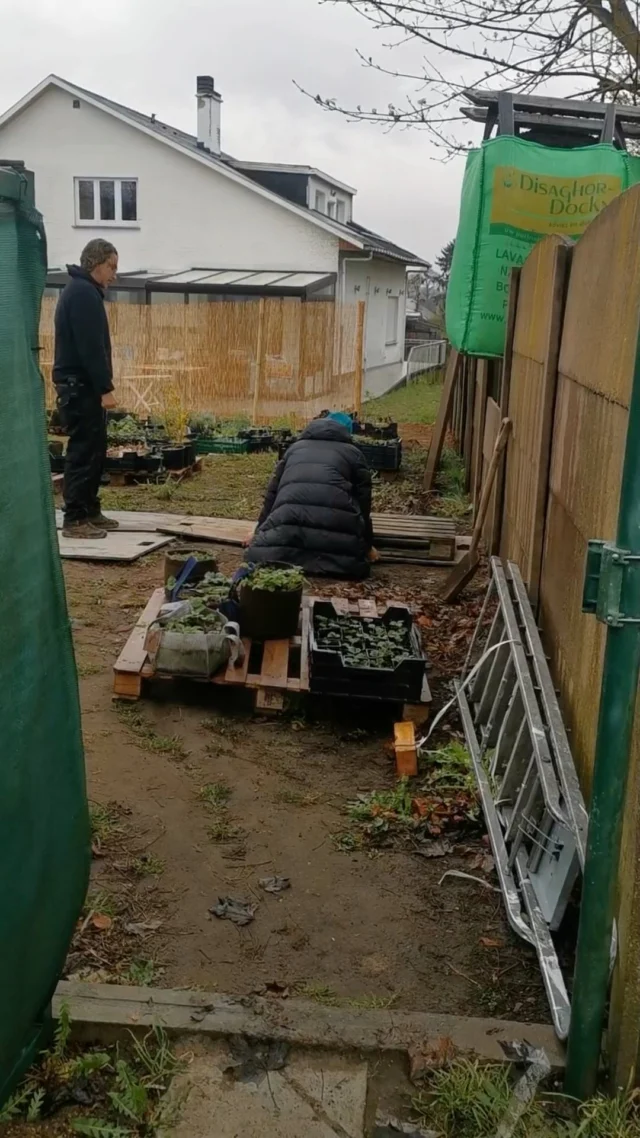 La terre fertile et le compost sont arrivés ! Ceux-ci sont déterminant pour la qualité des plantes et bien les choisir est primordial pour une empreinte écologique toujours plus proche de zéro ! 🪴🌏Bonne nouvelle 🥳 🥳🥳🔥🔥🔥
La pépinière Plant Your Mood est aussi en cours d’aménagement pour enfin pouvoir vous accueillir et vous montrer notre travail. On vous en dit plus dans les jours à venir 😘😘Fertile soil and compost have arrived! These are decisive for the quality of the plants and choosing them well is essential for an ecological footprint always closer to zero! 🪴🌏Good news 🥳 🥳🥳🔥🔥🔥
The Plant Your Mood nursery is also being set up to finally welcome you and show you our work. We'll tell you more in the coming days#brusselsgarden #shoplocal #consumoreresponsable #plants #plantsofinstagram #plantsmakepoeplehappy #planting #jardinbio #greenliving #consommerautrement #pepiniere #terre #compost #terreau #pottingsoil #roots #brussels #naturelover #healthyfood #bruxelles #🇧🇪 #bxl #🌱🌱🌱 #bruxellesmabelle #gardencenter #plante #gardenloversofinstagram #jardinbruxellois